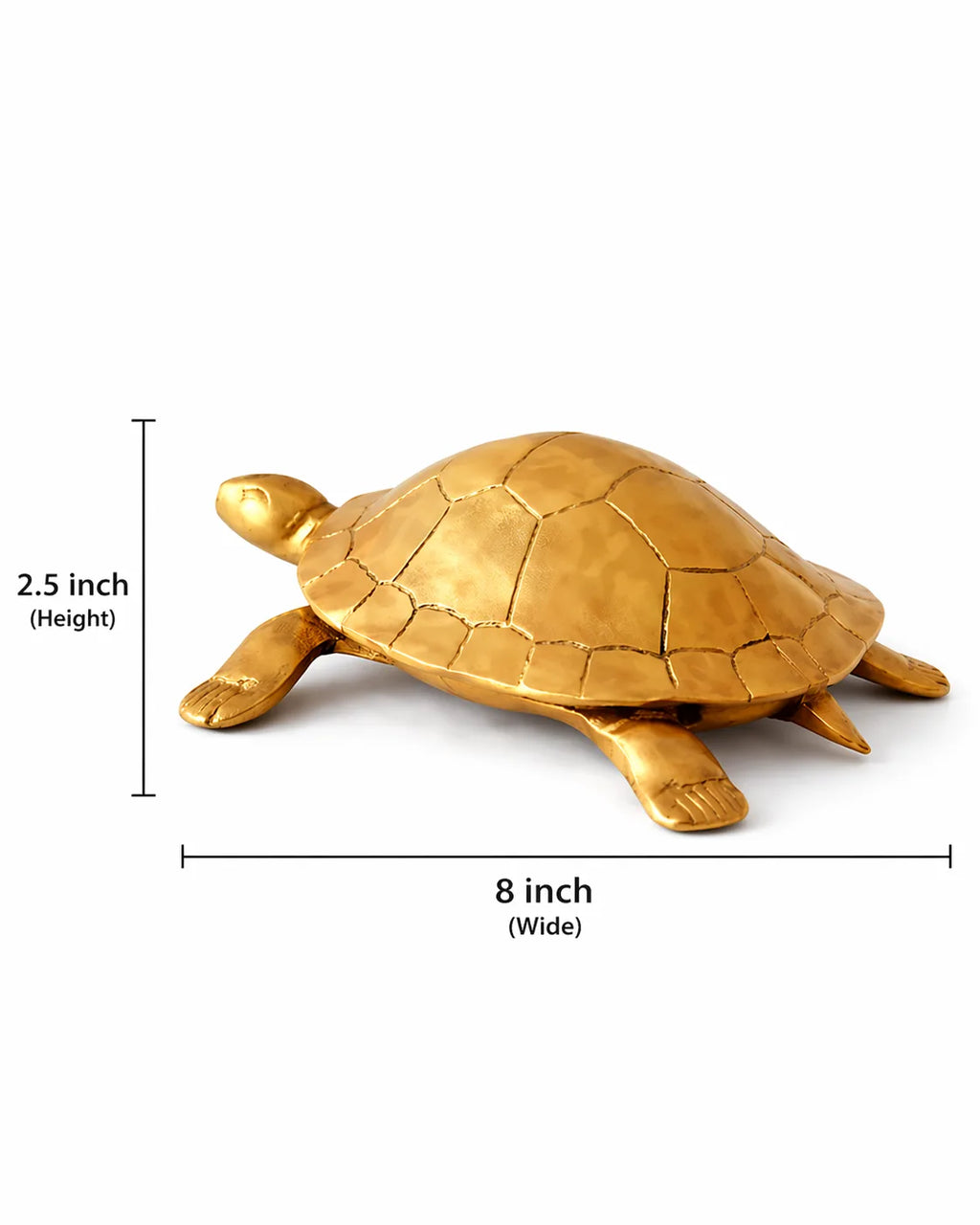 Tortoise