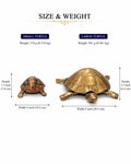 Tortoise